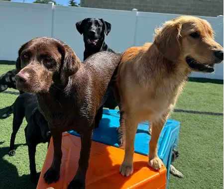 Doggy Daycare Dogs Together
