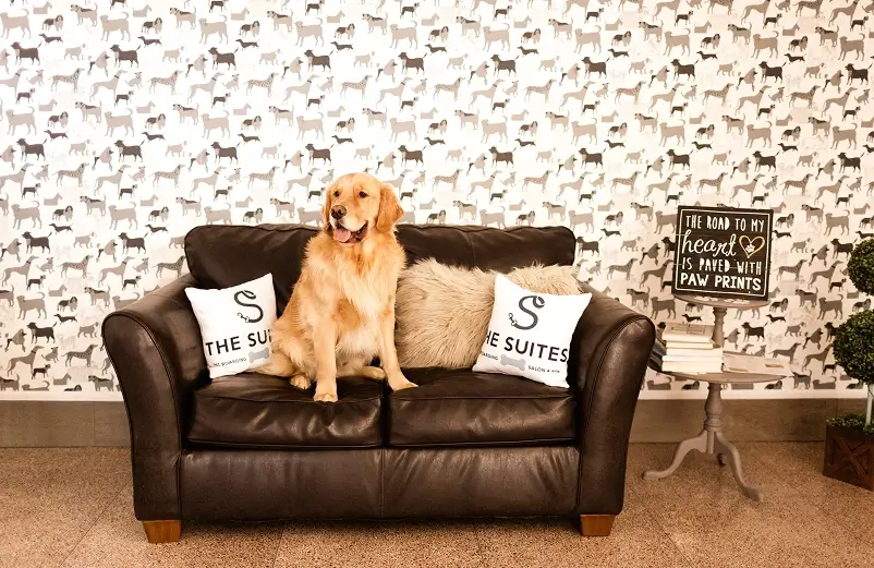 Happy Dog on The Couch