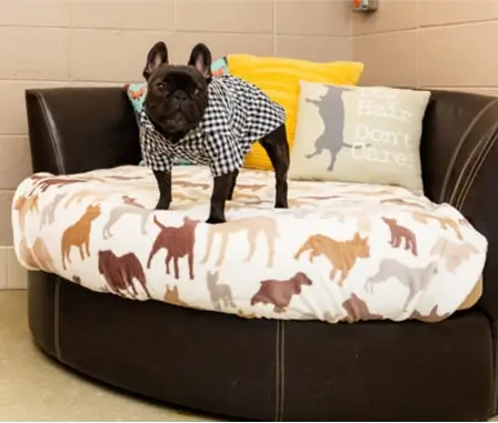 Luxury Dog Enjoying Comfort