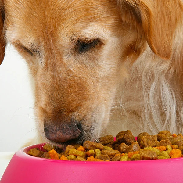Golden retriever eating from a food bowl