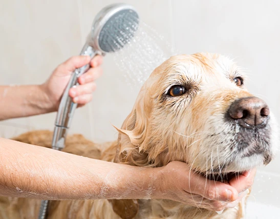 Dog being bathed during grooming