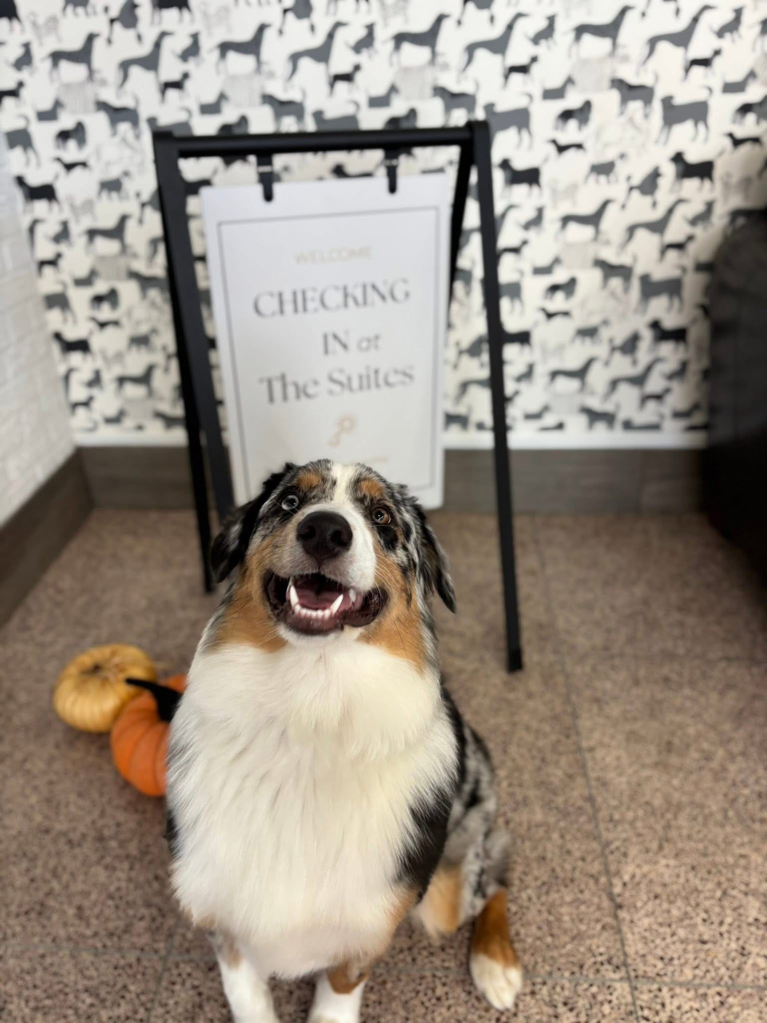 Happy Dog on The Couch