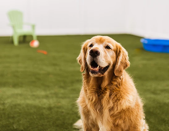 Golden retriever in outdoor play area